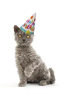 Selkirk: Selkirk Rex Cat, kitten wearing Happy Birthday party