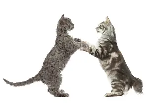 220719: Selkirk Rex Cat and Kurilian Bobtail Cat standing