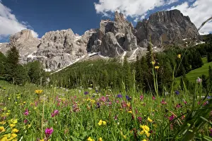 Sella: Sella Group Mountains with summer wildflower meadow