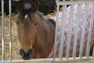 Blankets: Selle francais horse France