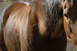 Systems: Selle francais horse glance France
