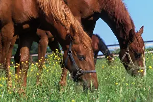 Francais: Selle Francais Horses - two grazing in meadow with flowers