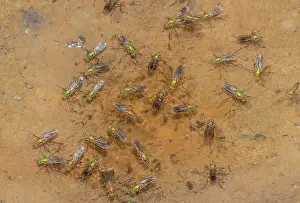 Cluster: Semaphore flies, Poecilobothrus nobilitatus, in