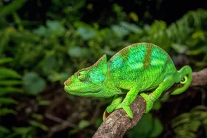 Parson: A semi-adult male parson chameleon (Calumma parsonii parsoni