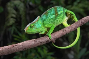 Parson: A semi-adult male parson chameleon (Calumma parsonii parsoni