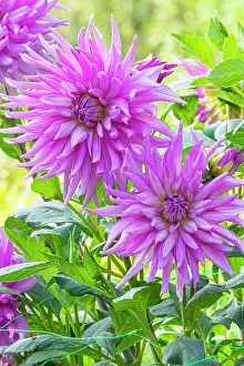 Double: Semi cactus Dahlia, Dahlia Nicky Breeder : Turc