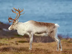 Reindeer: Semi-domesticated reindeer, female, on the island Senja near