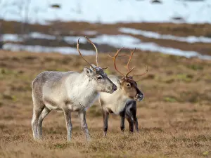 Reindeer: Semi-domesticated reindeer on the island Senja near