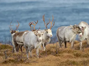 Reindeer: Semi-domesticated reindeer on the island Senja near