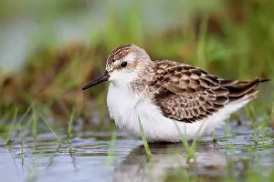 Pusilla: Semi Palmated Sandpiper - Autumn migrant