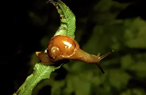 Thin: A semi-slug - Has very thin reduced shell. Regarded