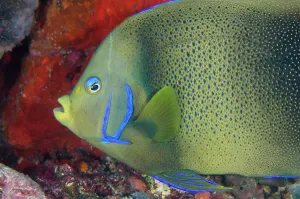 Pomacanthidae: Semicircle Angelfish