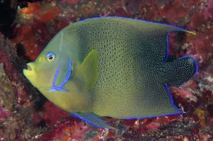 Pomacanthidae: Semicircle Angelfish