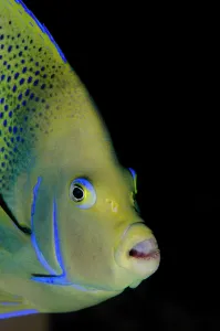 Ampat: Semicircle Angelfish