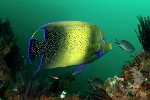 Pomacanthus: Semicircle Angelfish Pelican Head dive site, Horseshoe