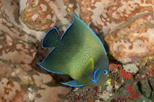 Sponge: Semicircle Angelfish - by sponge - Vienna dive site