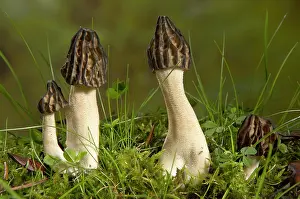 Morel: Semifree Morel - Mushroom - Fungi