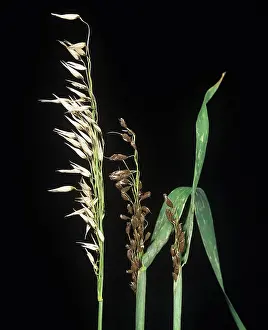 Loose: Semiloose smut infection on oats ears