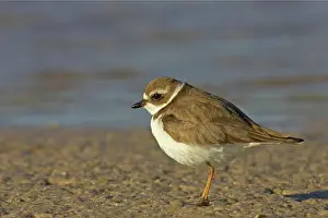 Semipalmated: Semipalmated Plover