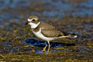 Plovers: Semipalmated plover