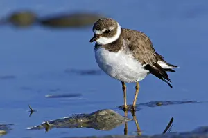 Ding: Semipalmated Plover