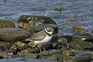 Semipalmated: Semipalmated Plover
