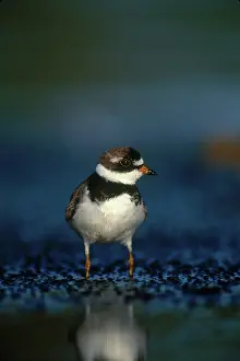 Semipalmated: Semipalmated Plover