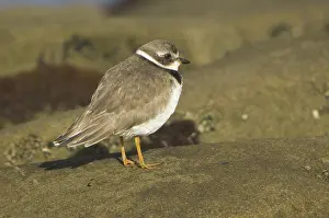 Semipalmated: Semipalmated Plover