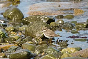 Semipalmated: Semipalmated Plover