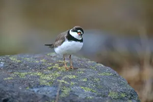 Wrangell: Semipalmated Plover