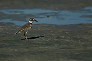 Semipalmated: Semipalmated Plover