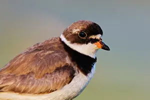 Semipalmated: Semipalmated Plover - adult in August