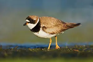 Semipalmated: Semipalmated Plover - adult in August