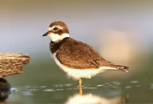 Plovers: SEMIPALMATED PLOVER - juvenile