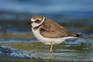 Semipalmated: Semipalmated Plover - juvenile at Jamaica Bay