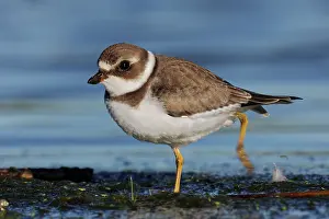 Semipalmated: Semipalmated Plover - juvenile at Jamaica Bay NWR