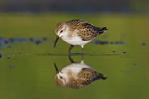 Pusilla: Semipalmated Sandpiper