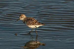 Cameron: Semipalmated Sandpiper