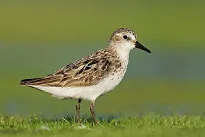 Pusilla: Semipalmated Sandpiper - adult