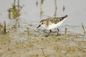 Semipalmated: Semipalmated Sandpiper - feeding in shallow lagoon