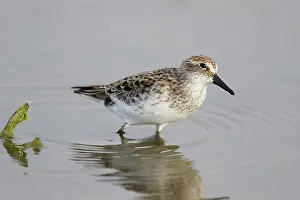 Semipalmated: Semipalmated Sandpiper - feeding in shallow lagoon
