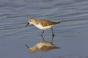 Pusilla: Semipalmated Sandpiper - feeding in shallow water