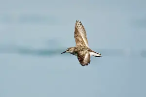 Pusilla: Semipalmated Sandpiper - in flight