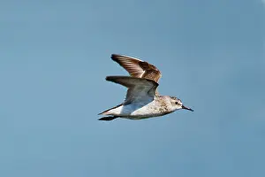 Pusilla: Semipalmated Sandpiper - in flight