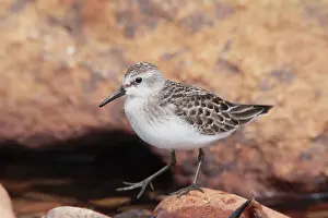 Pusilla: Semipalmated Sandpiper - juvenile