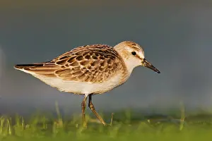Pusilla: Semipalmated Sandpiper - Juvenile in August