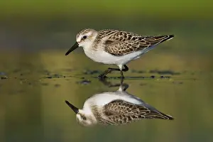 Pusilla: Semipalmated Sandpiper - Juvenile in August