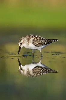 Pusilla: Semipalmated Sandpiper - Juvenile in August