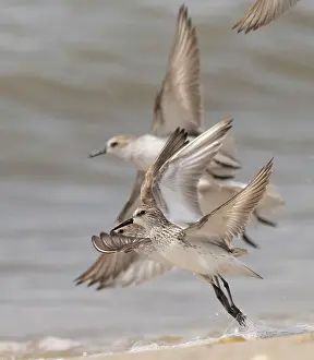New Jersey: Semipalmated sandpiper, New Jersey, USA, North America