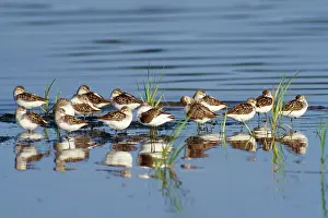 Pusilla: Semipalmated Sandpipers